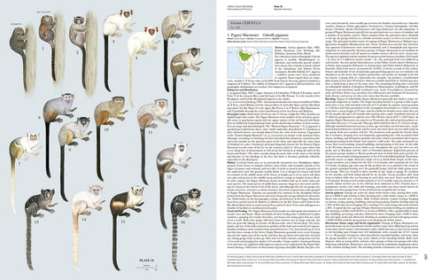 Handbook of the Mammals of the World no 3, Primates - Lynx 2013